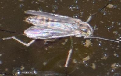 Chironomidae Unidentified