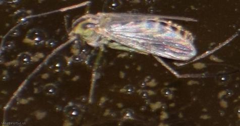 Chironomidae Unidentified