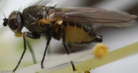 Chromatomyia atricornis