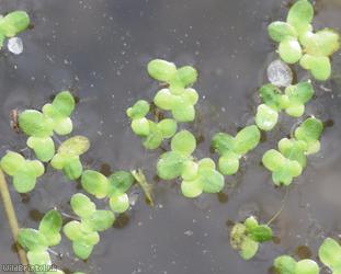 Common Duckweed