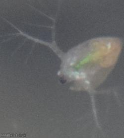 Water Flea Unidentified
