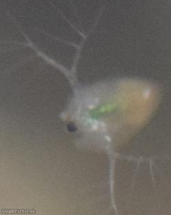 image for Water Flea Unidentified