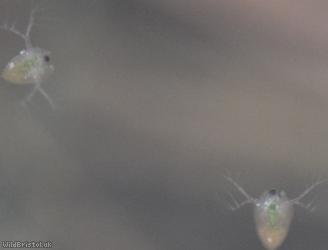 Water Flea Unidentified