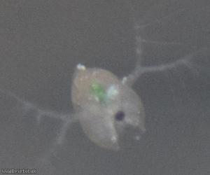 Water Flea Unidentified