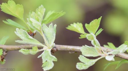 Hawthorn Mildew