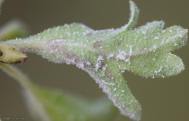 Hawthorn Mildew