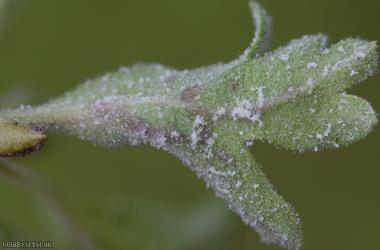 Hawthorn Mildew