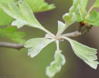 Hawthorn Mildew