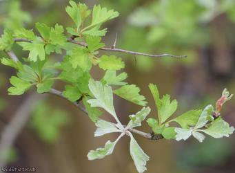 Hawthorn Mildew