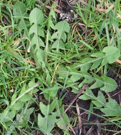 Oblong-leaved Dandelion