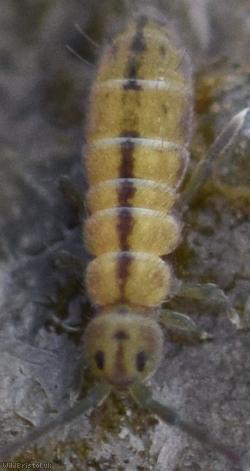 Marsh Springtail