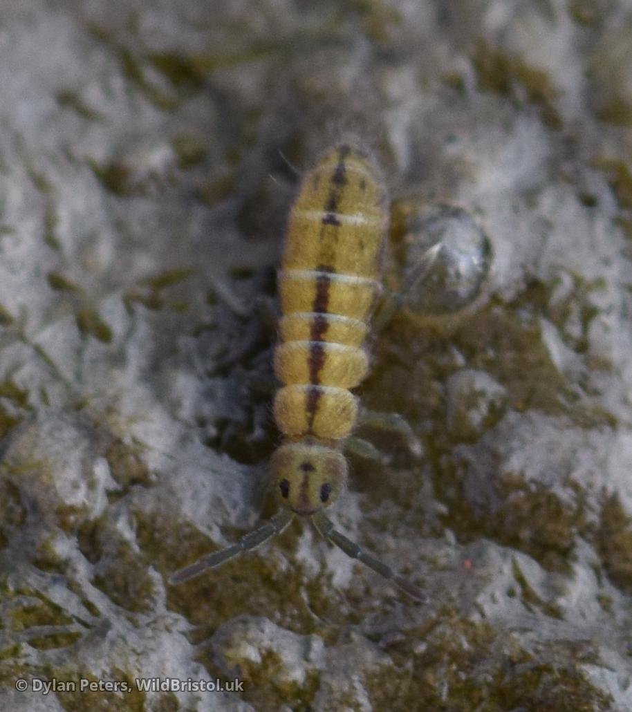Marsh Springtail (Isotomurus palustris), 5.03.26