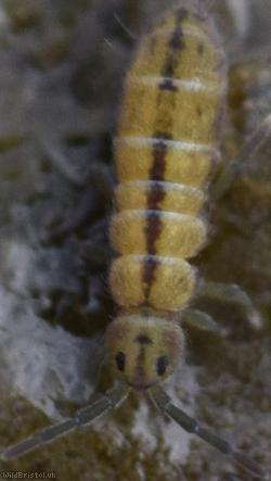 image for Marsh Springtail