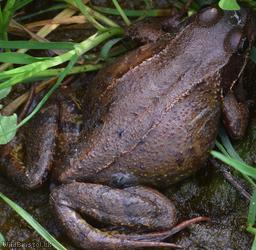 Common Frog