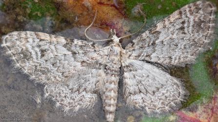 image for Pug Unidentified