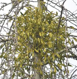 Mistletoe