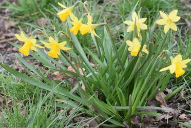 Head-to-head Daffodil