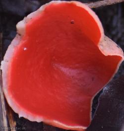 Scarlet Elfcup