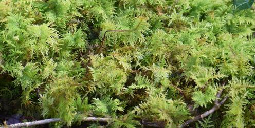 Common Tamarisk-moss