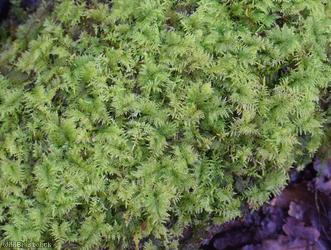 Common Tamarisk-moss