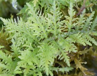 Common Tamarisk-moss