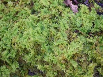 Common Tamarisk-moss