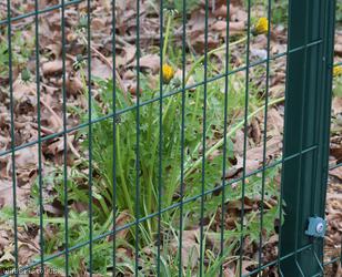 image for Temple Gate Dandelion
