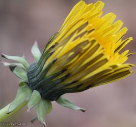 Temple Gate Dandelion