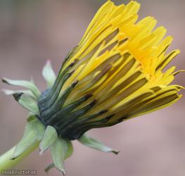 Temple Gate Dandelion