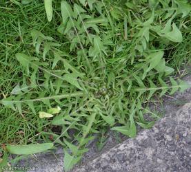 Ochre-styled Dandelion