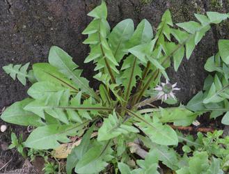 Redcliffe Way Dandelion