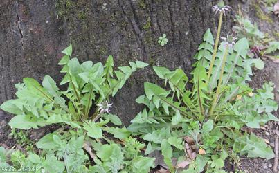 Redcliffe Way Dandelion