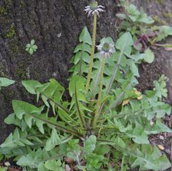Redcliffe Way Dandelion