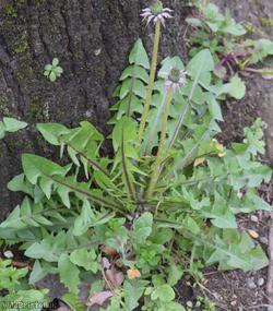 Redcliffe Way Dandelion