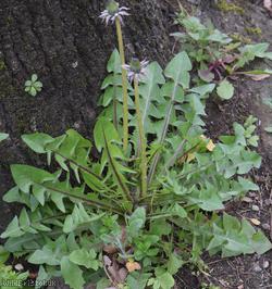 Redcliffe Way Dandelion