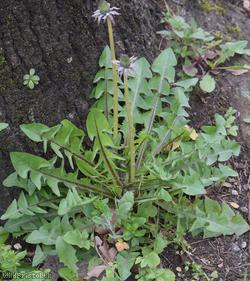 Redcliffe Way Dandelion