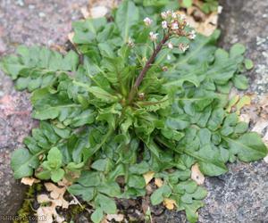 Shepherd's-purse type 16