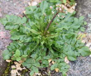 Shepherd's-purse type 16