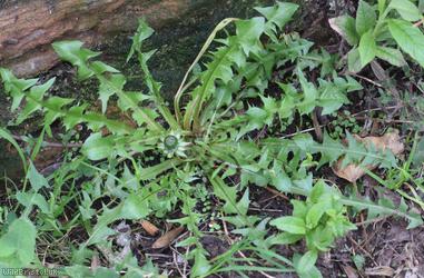 Double-toothed Dandelion