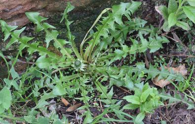 Double-toothed Dandelion