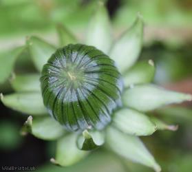 Double-toothed Dandelion