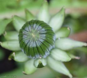 Double-toothed Dandelion