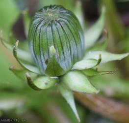 Double-toothed Dandelion