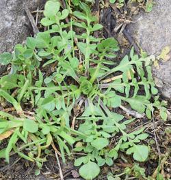 Pink Shepherd's-purse