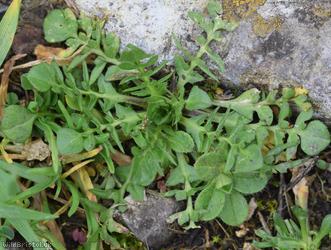 Pink Shepherd's-purse