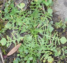 Pink Shepherd's-purse