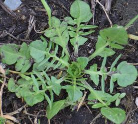 Pink Shepherd's-purse