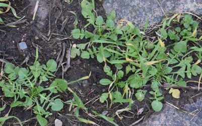 Pink Shepherd's-purse