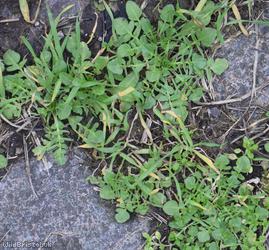 Pink Shepherd's-purse