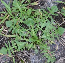 Pink Shepherd's-purse